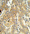 Vascular Endothelial Growth Factor C antibody, abx031501, Abbexa, Western Blot image 