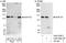 Nucleoporin 133 antibody, A302-386A, Bethyl Labs, Immunoprecipitation image 