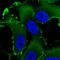 Ezrin antibody, AMAb90976, Atlas Antibodies, Immunocytochemistry image 
