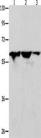 DnaJ homolog subfamily C member 7 antibody, CSB-PA960924, Cusabio, Western Blot image 