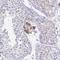 Zinc Finger And SCAN Domain Containing 5B antibody, NBP2-37974, Novus Biologicals, Immunohistochemistry frozen image 
