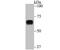 Dihydropyrimidinase-related protein 1 antibody, NBP2-75449, Novus Biologicals, Western Blot image 