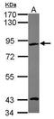 EF-Hand Domain Containing 2 antibody, PA5-31608, Invitrogen Antibodies, Western Blot image 