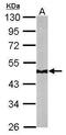 NADH dehydrogenase [ubiquinone] iron-sulfur protein 2, mitochondrial antibody, GTX114924, GeneTex, Western Blot image 