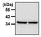 GAPDH antibody, MA5-15738-BTIN, Invitrogen Antibodies, Western Blot image 