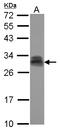 Pituitary Tumor-Transforming 2 antibody, LS-C155478, Lifespan Biosciences, Western Blot image 