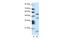 LIM/homeobox protein Lhx1 antibody, PA5-40531, Invitrogen Antibodies, Western Blot image 