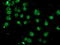 Paraplegin antibody, LS-C175082, Lifespan Biosciences, Immunofluorescence image 