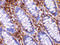 Serine protease HTRA2, mitochondrial antibody, 3319, ProSci, Immunohistochemistry frozen image 
