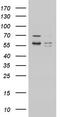 Protein LYRIC antibody, TA803793, Origene, Western Blot image 