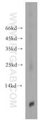 Thymosin Beta 4 X-Linked antibody, 19850-1-AP, Proteintech Group, Western Blot image 