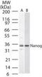 Nanog Homeobox antibody, PA1-41577, Invitrogen Antibodies, Western Blot image 