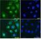Nucleolysin TIA-1 isoform p40 antibody, NB100-60555, Novus Biologicals, Immunocytochemistry image 