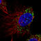 ATP Binding Cassette Subfamily D Member 3 antibody, AMAb90995, Atlas Antibodies, Immunocytochemistry image 