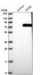 Component Of Oligomeric Golgi Complex 6 antibody, NBP1-84411, Novus Biologicals, Western Blot image 