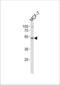 SRY-Box 4 antibody, LS-C97709, Lifespan Biosciences, Western Blot image 