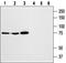 Sim antibody, TA328627, Origene, Western Blot image 