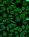 NADH dehydrogenase [ubiquinone] 1 beta subcomplex subunit 3 antibody, 15-512, ProSci, Immunofluorescence image 
