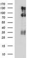 Hyaluronate receptor antibody, TA506747, Origene, Western Blot image 