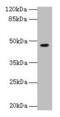 Nuclear RNA Export Factor 5 antibody, CSB-PA016223LA01HU, Cusabio, Western Blot image 
