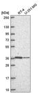 NADH:Ubiquinone Oxidoreductase Subunit A9 antibody, PA5-67275, Invitrogen Antibodies, Western Blot image 