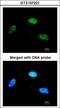 Zinc Finger Protein 398 antibody, GTX107221, GeneTex, Immunofluorescence image 