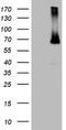 Estrogen Receptor 1 antibody, TA804480, Origene, Western Blot image 