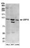 Ubiquitin carboxyl-terminal hydrolase 16 antibody, A301-614A, Bethyl Labs, Western Blot image 