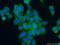 ANTXR Cell Adhesion Molecule 1 antibody, 15091-1-AP, Proteintech Group, Immunofluorescence image 