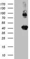 STX3 antibody, TA811076, Origene, Western Blot image 