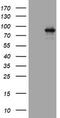 Actin Filament Associated Protein 1 antibody, TA802330, Origene, Western Blot image 