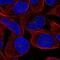Kelch Like Family Member 30 antibody, NBP2-57215, Novus Biologicals, Immunofluorescence image 