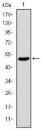 Kinesin-like protein KIF22 antibody, AM06687SU-N, Origene, Western Blot image 