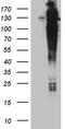 Rho/Rac Guanine Nucleotide Exchange Factor 18 antibody, CF810293, Origene, Western Blot image 