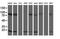 TP53RK Binding Protein antibody, NBP2-03885, Novus Biologicals, Western Blot image 