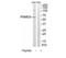 Proteasome 26S Subunit, Non-ATPase 3 antibody, TA312061, Origene, Western Blot image 