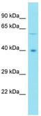 Molybdenum Cofactor Synthesis 1 antibody, TA337966, Origene, Western Blot image 