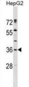 Endoplasmic Reticulum Protein 27 antibody, abx029595, Abbexa, Western Blot image 