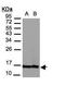 H2A Histone Family Member Z antibody, TA308893, Origene, Western Blot image 