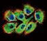 EPH Receptor B2 antibody, F50586-0.4ML, NSJ Bioreagents, Western Blot image 