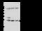 ATP Synthase Peripheral Stalk Subunit OSCP antibody, 107631-T40, Sino Biological, Western Blot image 