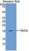 Galectin 1 antibody, LS-C373945, Lifespan Biosciences, Western Blot image 