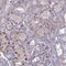 Transmembrane Protein 263 antibody, NBP1-81182, Novus Biologicals, Immunocytochemistry image 