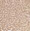 Gamma-Glutamyl Carboxylase antibody, FNab03444, FineTest, Immunohistochemistry frozen image 