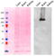 Membrane primary amine oxidase antibody, 43-199, ProSci, Western Blot image 