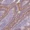 Mitotic Spindle Positioning antibody, NBP2-14390, Novus Biologicals, Immunohistochemistry frozen image 