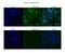 Splicing Factor 3a Subunit 1 antibody, 29-360, ProSci, Immunofluorescence image 