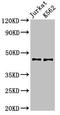 LIM Domain Binding 1 antibody, orb401052, Biorbyt, Western Blot image 