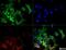Solute Carrier Family 7 Member 11 antibody, NB300-318, Novus Biologicals, Immunofluorescence image 