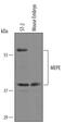 Matrix Extracellular Phosphoglycoprotein antibody, AF6150, R&D Systems, Western Blot image 